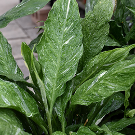 Plant Photo 2