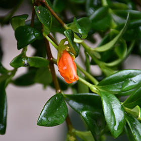 Plant Photo 7