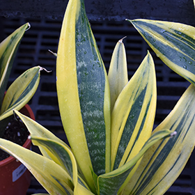Plant Photo 8