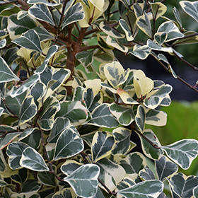 Plant Photo 8