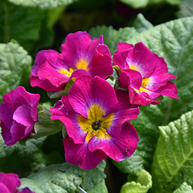 Plant Photo 3
