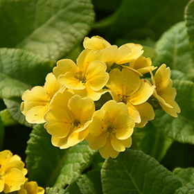 Plant Photo 4