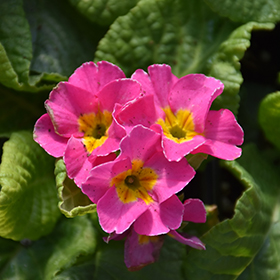 Plant Photo 2
