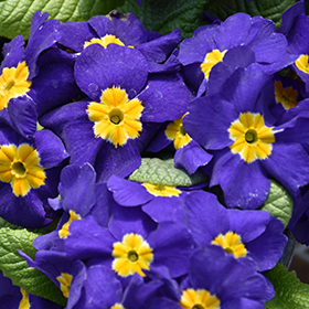 Plant Photo 1