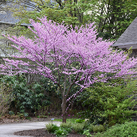 Plant Photo 10