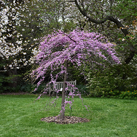 Plant Photo 10