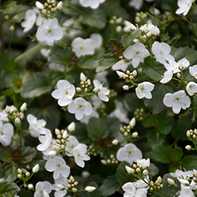 Plant Photo 8