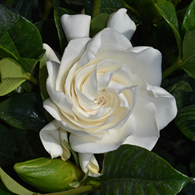 Plant Photo 1