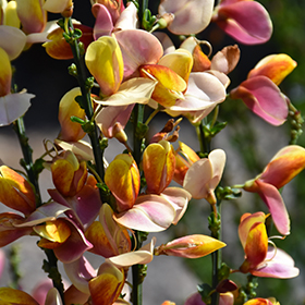Plant Photo 4