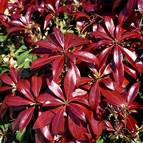 Plant Photo 6