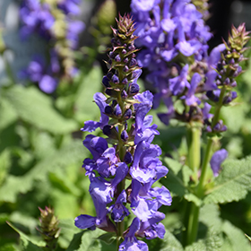 Plant Photo 10