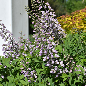 Plant Photo 2