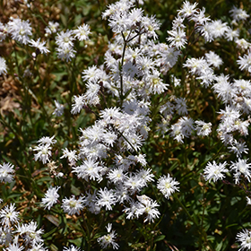 Plant Photo 8