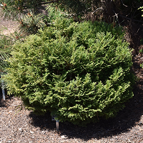 Plant Photo 3