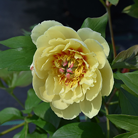 Plant Photo 4