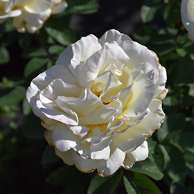 Plant Photo 8