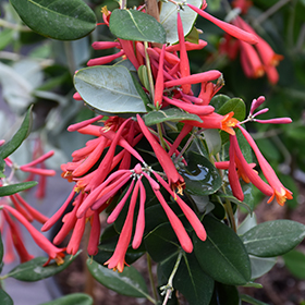 Plant Photo 9