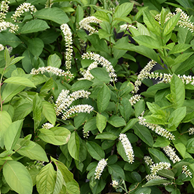 Plant Photo 1