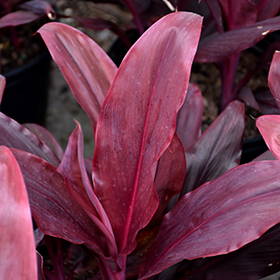 Plant Photo 8