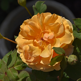 Plant Photo 4