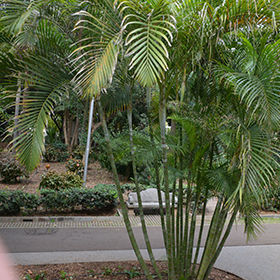 Plant Photo 9
