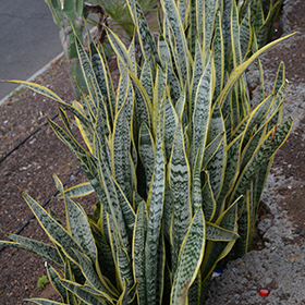 Plant Photo 1