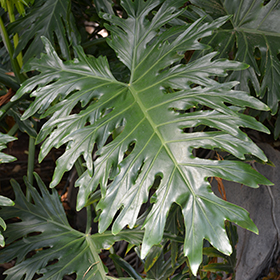Plant Photo 2