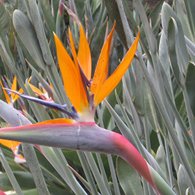 Plant Photo 4