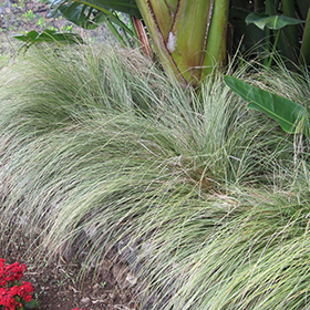 Plant Photo 5