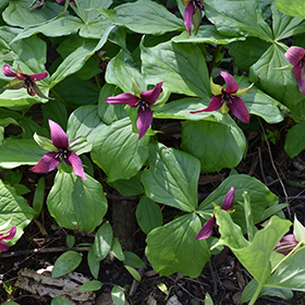 Plant Photo 9