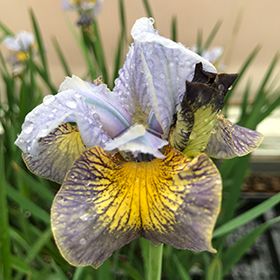Plant Photo 3
