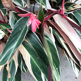 Plant Photo 7
