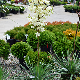 Plant Photo 8