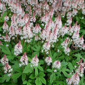 Plant Photo 1