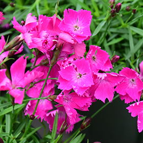 Plant Photo 6