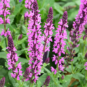 Plant Photo 7