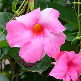 Plant Photo 1