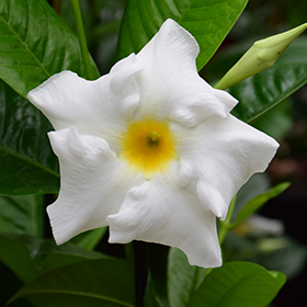 Plant Photo 2