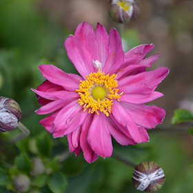 Plant Photo 3