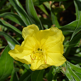 Plant Photo 10
