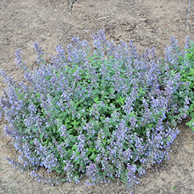 Plant Photo 2