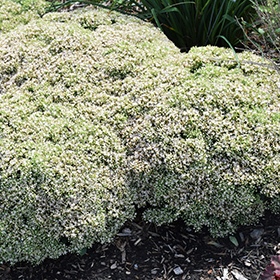 Plant Photo 5