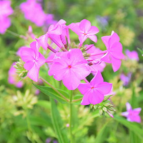 Plant Photo 9