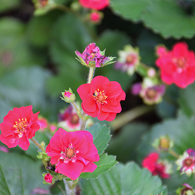Plant Photo 5