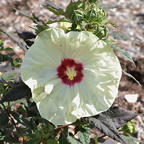 Plant Photo 8