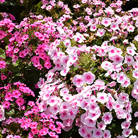 Plant Photo 4