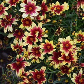 Plant Photo 1