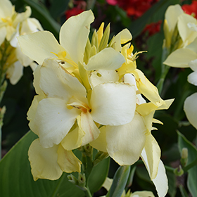 Plant Photo 8