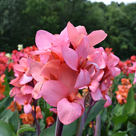Plant Photo 9