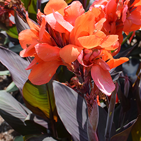 Plant Photo 6